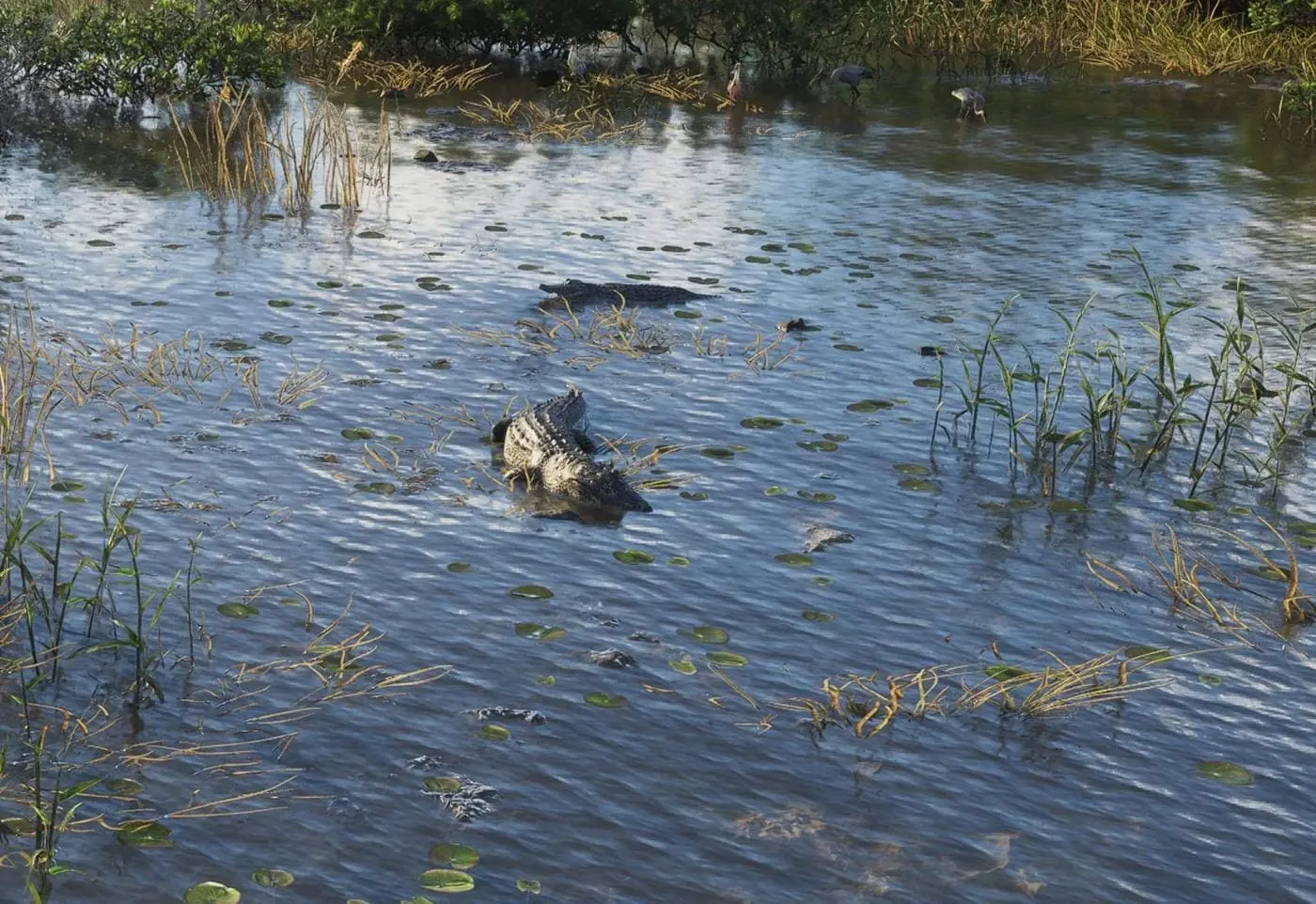 Alligator