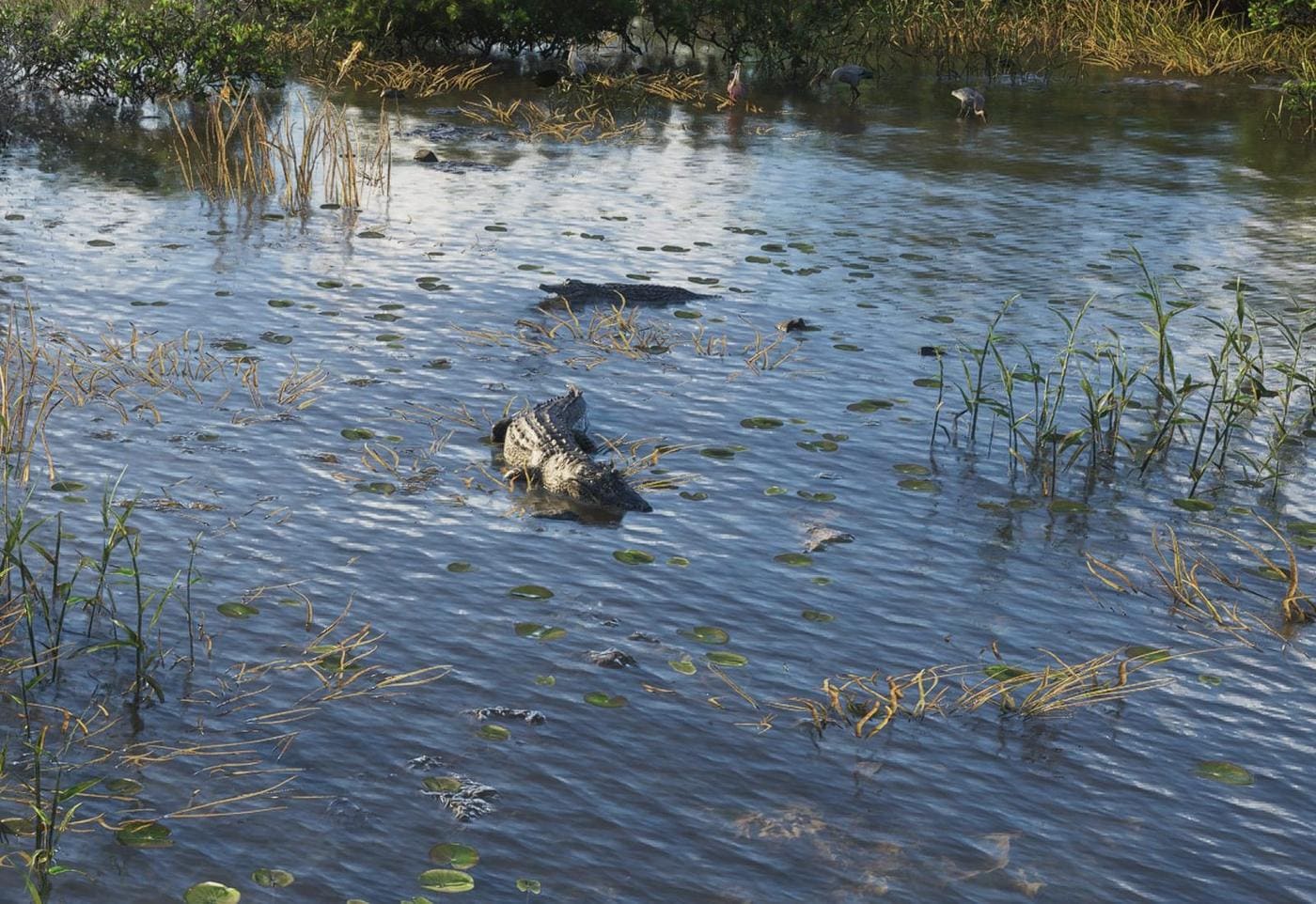 Alligator