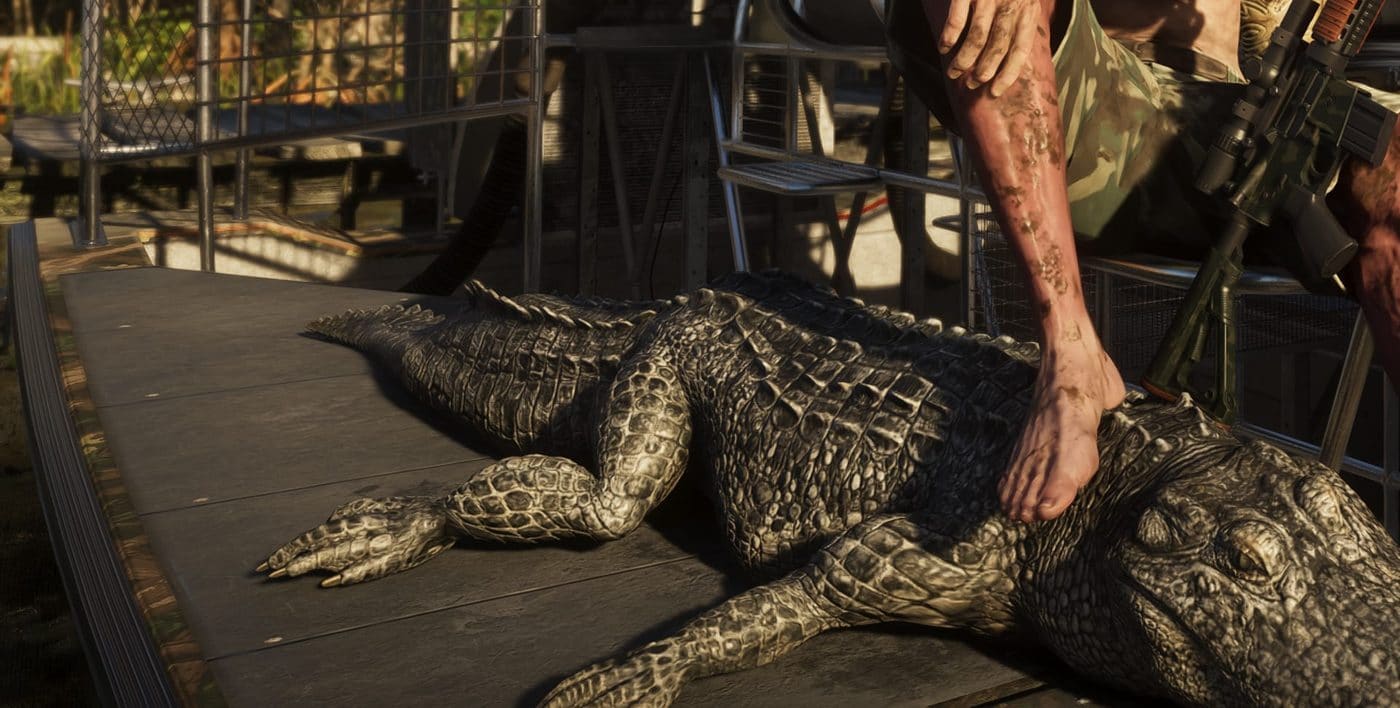 Chasse à l’alligator